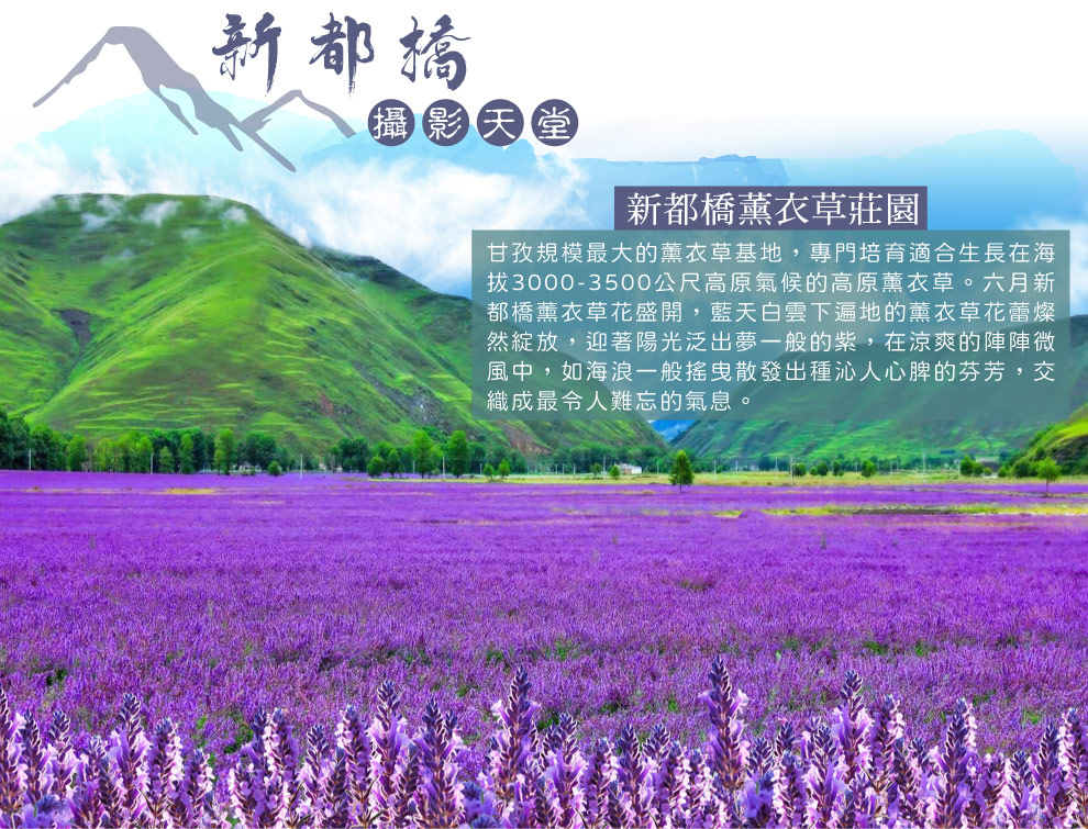 橋薰衣草