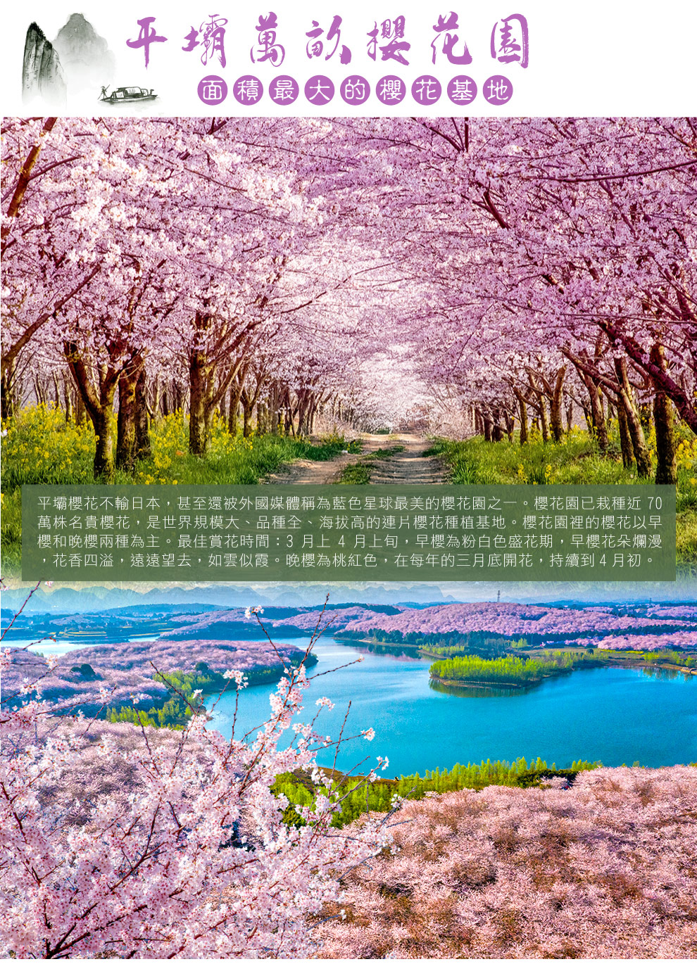 平壩萬畝櫻花園