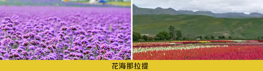 花海那拉提