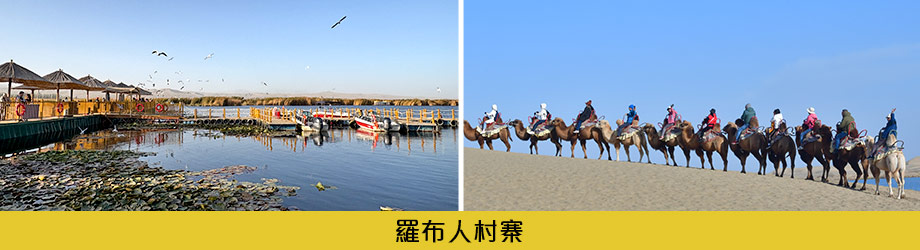 羅布人村寨騎駱駝