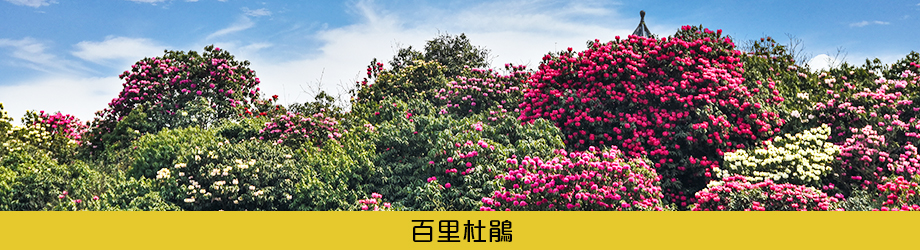 百里杜鵑