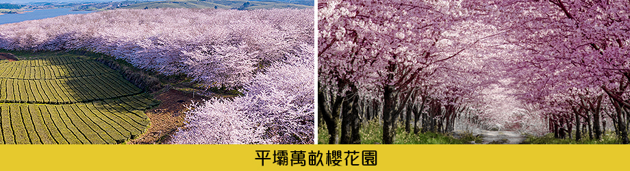 壩萬畝櫻花園